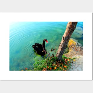 View from Lago di Boccafornace in Pievebovigliana, Valfornace (Macerata) with a swan, waters, waves, trunk Posters and Art